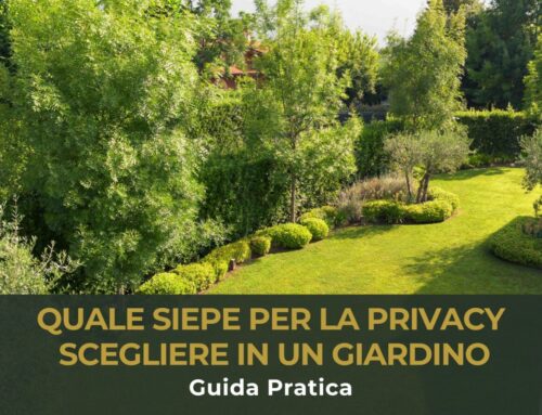 Quale siepe per la privacy scegliere in un giardino: guida pratica
