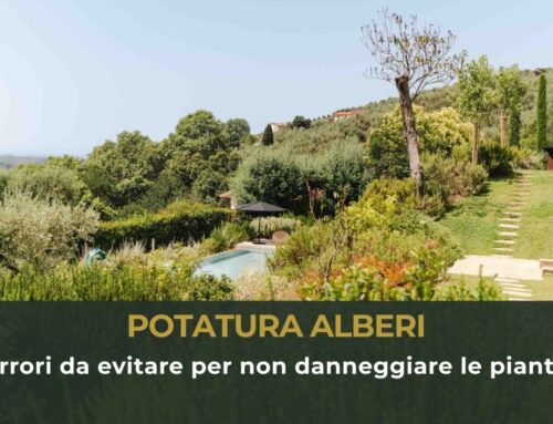 Potatura alberi: errori da evitare per non danneggiare le piante
