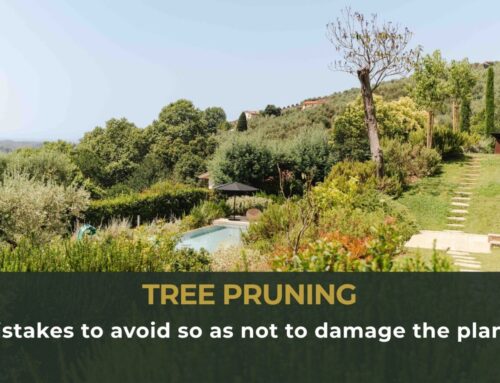 Tree pruning: mistakes to avoid so as not to damage the plants