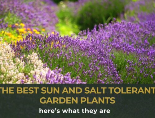 The best sun- and salt-tolerant garden plants: here’s what they are