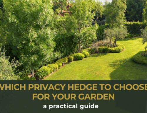 Which privacy hedge to choose for your garden: a practical guide