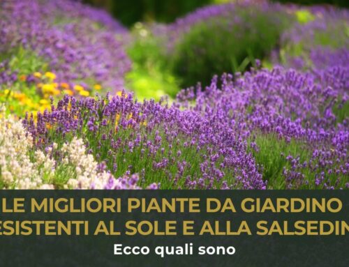 Le migliori piante da giardino resistenti al sole e alla salsedine: ecco quali sono